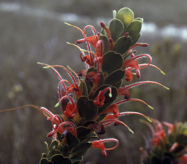 APII jpeg image of Adenanthos obovatus  © contact APII