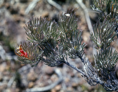 APII jpeg image of Adenanthos sericeus subsp. sericeus  © contact APII