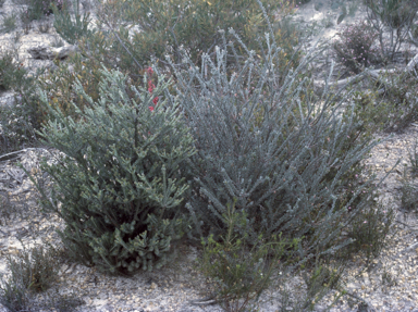 APII jpeg image of Adenanthos terminalis,<br/>Adenanthos macropodiana  © contact APII