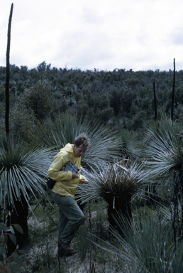 APII jpeg image of Xanthorrhoea spp.  © contact APII