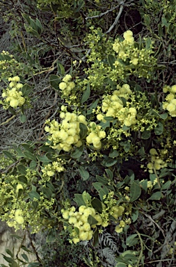 APII jpeg image of Acacia myrtifolia  © contact APII