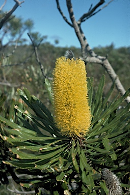 APII jpeg image of Banksia attenuata  © contact APII