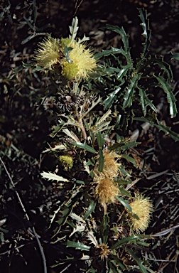 APII jpeg image of Banksia squarrosa subsp. squarrosa  © contact APII