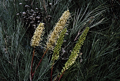 APII jpeg image of Grevillea candelabroides  © contact APII