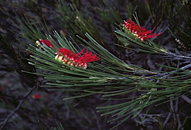 APII jpeg image of Grevillea coccinea  © contact APII