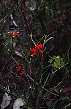 APII jpeg image of Grevillea fasciculata  © contact APII