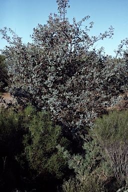 APII jpeg image of Grevillea insignis  © contact APII