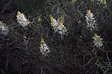 APII jpeg image of Grevillea intricata  © contact APII