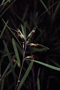 APII jpeg image of Grevillea oligantha  © contact APII