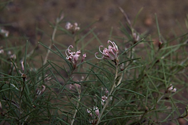 APII jpeg image of Grevillea parviflora  © contact APII