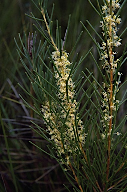 APII jpeg image of Hakea nodosa  © contact APII