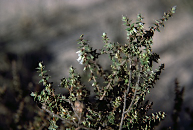 APII jpeg image of Leucopogon clelandii  © contact APII