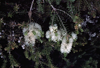 APII jpeg image of Melaleuca lanceolata  © contact APII