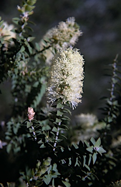 APII jpeg image of Melaleuca squarrosa  © contact APII