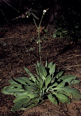 APII jpeg image of Nicotiana velutina  © contact APII