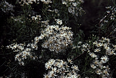 APII jpeg image of Olearia glandulosa  © contact APII