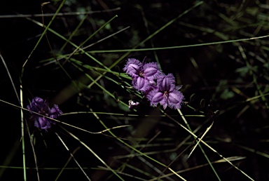 APII jpeg image of Thysanotus juncifolius  © contact APII