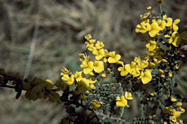 APII jpeg image of Bossiaea foliosa  © contact APII