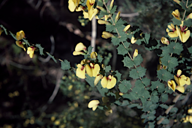 APII jpeg image of Bossiaea aquifolium subsp. laidlawiana  © contact APII