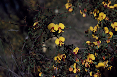 APII jpeg image of Bossiaea lenticularis  © contact APII