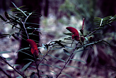 APII jpeg image of Bossiaea rupicola  © contact APII