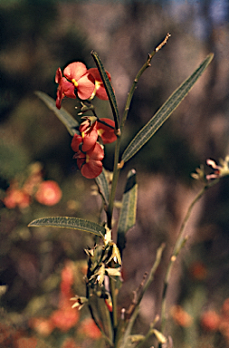 APII jpeg image of Chorizema trigonum  © contact APII