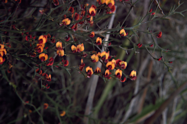 APII jpeg image of Daviesia flexuosa  © contact APII