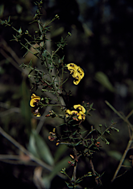 APII jpeg image of Daviesia umbellulata  © contact APII