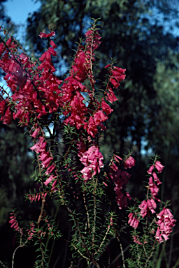 APII jpeg image of Epacris impressa  © contact APII