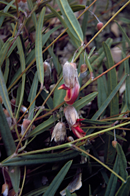 APII jpeg image of Gastrolobium bracteolosum  © contact APII