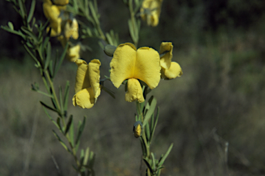 APII jpeg image of Gompholobium latifolium  © contact APII