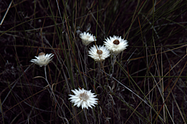 APII jpeg image of Helichrysum leucopsideum  © contact APII