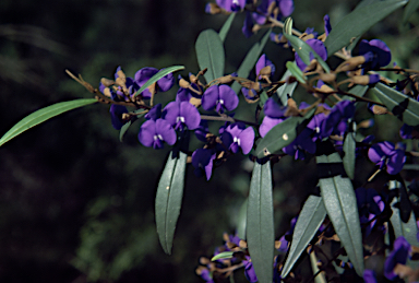 APII jpeg image of Hovea elliptica  © contact APII