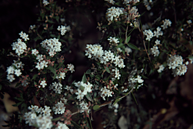 APII jpeg image of Leucopogon virgatus  © contact APII