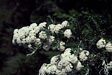 APII jpeg image of Ozothamnus secundiflorus  © contact APII