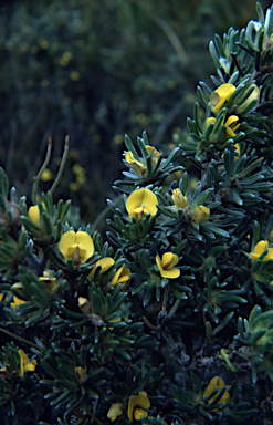 APII jpeg image of Pultenaea canaliculata  © contact APII