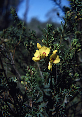 APII jpeg image of Pultenaea euchila  © contact APII