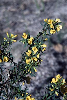 APII jpeg image of Pultenaea flexilis  © contact APII