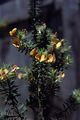 APII jpeg image of Pultenaea humilis  © contact APII