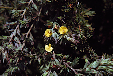 APII jpeg image of Pultenaea involucrata  © contact APII