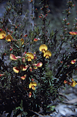 APII jpeg image of Pultenaea cinerascens  © contact APII