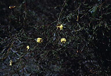 APII jpeg image of Pultenaea ochreata  © contact APII