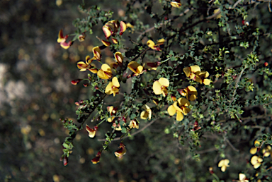 APII jpeg image of Pultenaea patellifolia  © contact APII