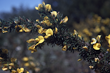 APII jpeg image of Pultenaea prolifera  © contact APII