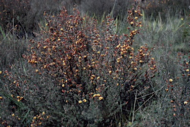 APII jpeg image of Pultenaea prostrata  © contact APII