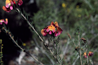 APII jpeg image of Pultenaea radiata  © contact APII