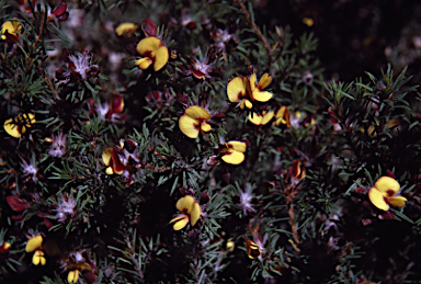 APII jpeg image of Pultenaea vestita  © contact APII