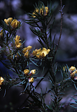 APII jpeg image of Pultenaea viscosa  © contact APII