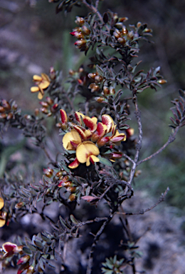 APII jpeg image of Pultenaea vrolandii  © contact APII