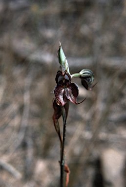 APII jpeg image of Pterostylis boormanii  © contact APII